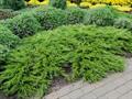 Juniperus sabina